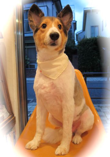 シェットランドシープドッグトリミング文京区フントヒュッテ東京hundehutteシェルティサマーカット犬暑さ対策シェットランド・シープドッグカットShetland Sheepdog14.jpg