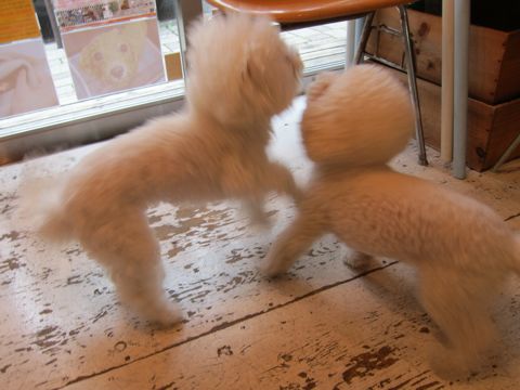 ホテル犬おあずかりペットホテル文京区ビションフリーゼトリミングフントヒュッテ東京トリミングサロンビションカット関東hundehutteかわいいビション101.jpg