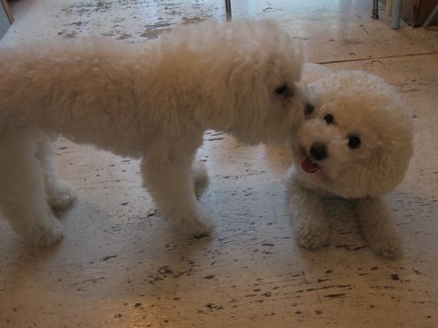 ホテル犬おあずかりペットホテル文京区ビションフリーゼトリミングフントヒュッテ東京トリミングサロンビションカット関東hundehutteかわいいビション102.jpg