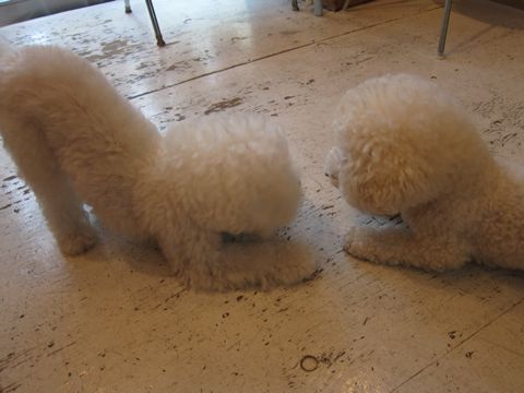ホテル犬おあずかりペットホテル文京区ビションフリーゼトリミングフントヒュッテ東京トリミングサロンビションカット関東hundehutteかわいいビション103.jpg