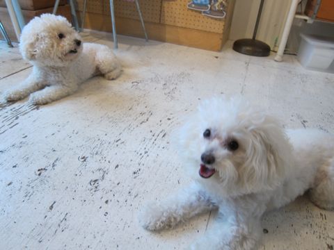 ホテル犬おあずかりペットホテル文京区ビションフリーゼトリミングフントヒュッテ東京トリミングサロンビションカット関東hundehutteかわいいビション104.jpg