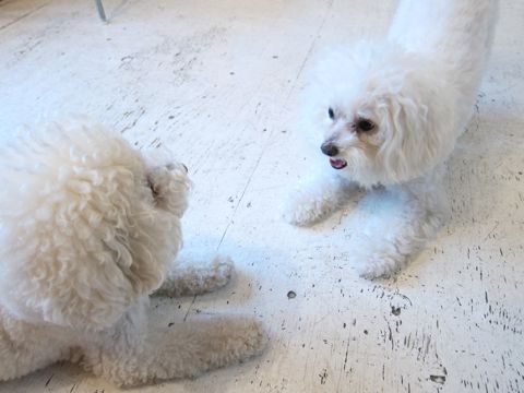 ホテル犬おあずかりペットホテル文京区ビションフリーゼトリミングフントヒュッテ東京トリミングサロンビションカット関東hundehutteかわいいビション105.jpg