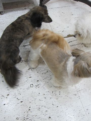 ホテル犬おあずかりペットホテル文京区ビションフリーゼトリミングフントヒュッテ東京トリミングサロンビションカット関東hundehutteかわいいビション129.jpg