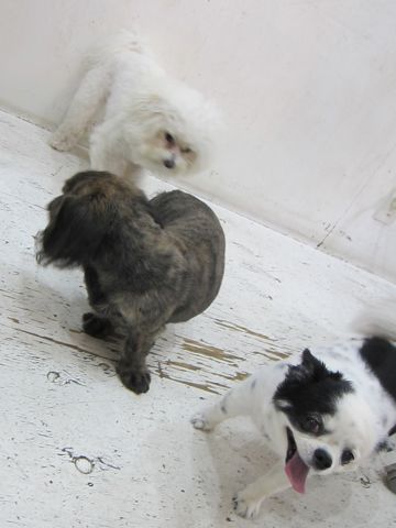 ホテル犬おあずかりペットホテル文京区ビションフリーゼトリミングフントヒュッテ東京トリミングサロンビションカット関東hundehutteかわいいビション130.jpg