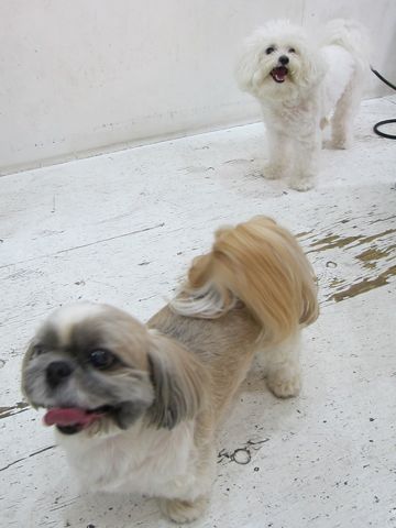 ホテル犬おあずかりペットホテル文京区ビションフリーゼトリミングフントヒュッテ東京トリミングサロンビションカット関東hundehutteかわいいビション132.jpg