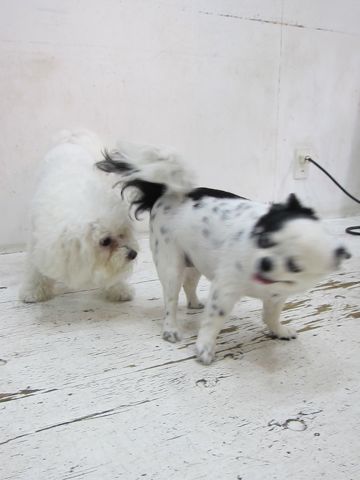 ホテル犬おあずかりペットホテル文京区ビションフリーゼトリミングフントヒュッテ東京トリミングサロンビションカット関東hundehutteかわいいビション134.jpg