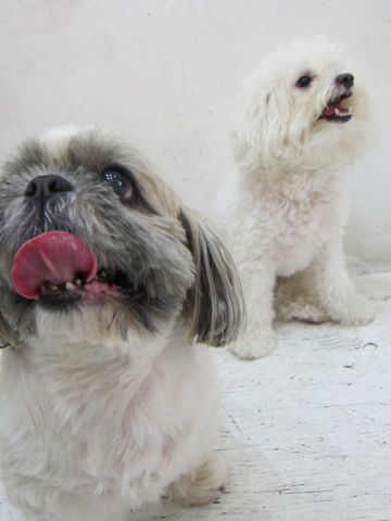 ホテル犬おあずかりペットホテル文京区ビションフリーゼトリミングフントヒュッテ東京トリミングサロンビションカット関東hundehutteかわいいビション136.jpg