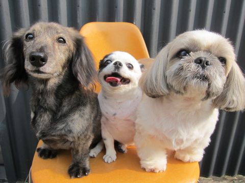 シーズートリミングダックスフントトリミングチワワサマーカット文京区フントヒュッテ駒込トリミングサロン東京hundehutte犬ハーブパック効果犬歯磨き歯垢歯石除去犬1.jpg