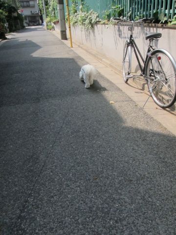 ホテル犬おあずかりペットホテル文京区ビションフリーゼトリミングフントヒュッテ東京トリミングサロンビションカット関東hundehutteかわいいビション147.jpg