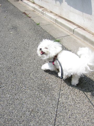 ホテル犬おあずかりペットホテル文京区ビションフリーゼトリミングフントヒュッテ東京トリミングサロンビションカット関東hundehutteかわいいビション149.jpg