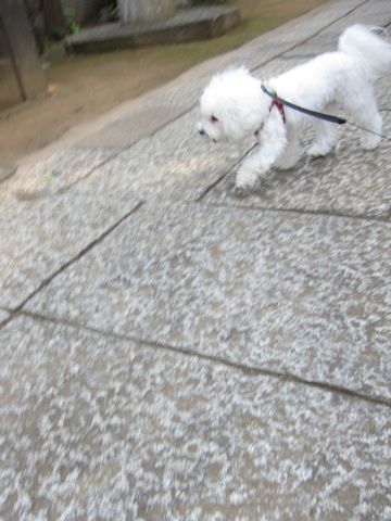 ホテル犬おあずかりペットホテル文京区ビションフリーゼトリミングフントヒュッテ東京トリミングサロンビションカット関東hundehutteかわいいビション152.jpg