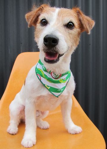 ジャック・ラッセル・テリアトリミング文京区フントヒュッテ駒込トリミングサロン東京hundehutte犬ジャック・ラッセル・テリアのスムースカットサマーカットペットサロン1.jpg