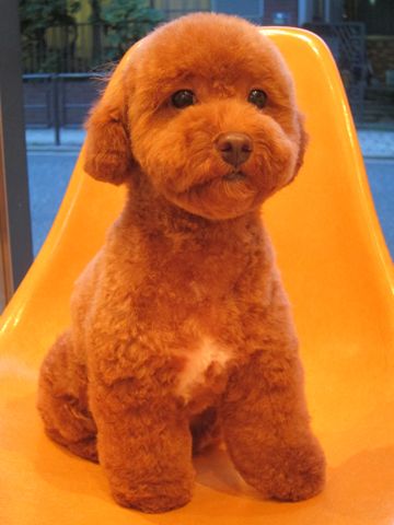 トイ・プードルトリミングトイプードルレッドカットモデル文京区トリミングサロンフントヒュッテ東京hundehutte駒込プードルスタイルトイプードルカット集3.jpg