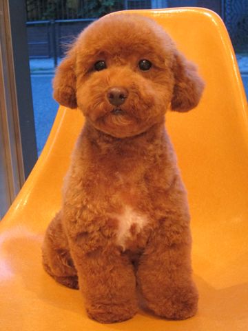 トイ・プードルトリミングトイプードルレッドカットモデル文京区トリミングサロンフントヒュッテ東京hundehutte駒込プードルスタイルトイプードルカット集5.jpg