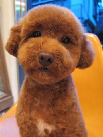 トイ・プードルトリミングトイプードルレッドカットモデル文京区トリミングサロンフントヒュッテ東京hundehutte駒込プードルスタイルトイプードルカット集6.jpg