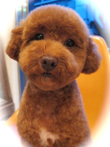 トイ・プードルトリミングトイプードルレッドカットモデル文京区トリミングサロンフントヒュッテ東京hundehutte駒込プードルスタイルトイプードルカット集7.jpg
