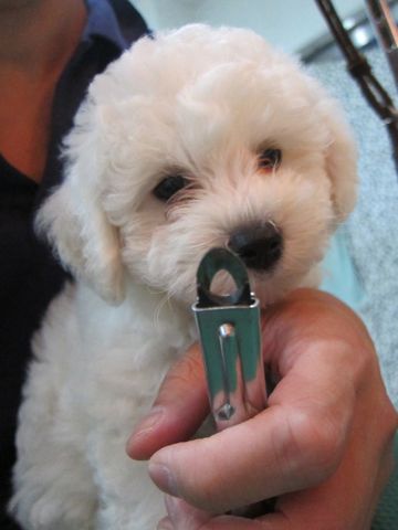 ビションフリーゼフントヒュッテ東京かわいいビションフリーゼこいぬ関東子犬文京区ペットサロンhundehutteトリミングカットモデルビションフリーゼ画像Bichon Frise49.jpg