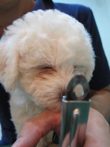 ビションフリーゼフントヒュッテ東京かわいいビションフリーゼこいぬ関東子犬文京区ペットサロンhundehutteトリミングカットモデルビションフリーゼ画像Bichon Frise50.jpg