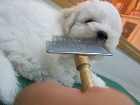 ビションフリーゼフントヒュッテ東京かわいいビションフリーゼこいぬ関東子犬文京区ペットサロンhundehutteトリミングカットモデルビションフリーゼ画像Bichon Frise51.jpg