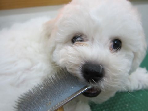 ビションフリーゼフントヒュッテ東京かわいいビションフリーゼこいぬ関東子犬文京区ペットサロンhundehutteトリミングカットモデルビションフリーゼ画像Bichon Frise52.jpg