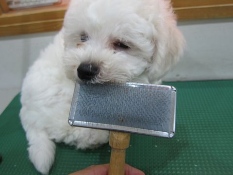 ビションフリーゼフントヒュッテ東京かわいいビションフリーゼこいぬ関東子犬文京区ペットサロンhundehutteトリミングカットモデルビションフリーゼ画像Bichon Frise53.jpg