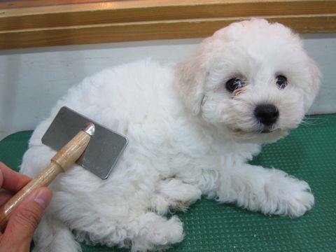 ビションフリーゼフントヒュッテ東京かわいいビションフリーゼこいぬ関東子犬文京区ペットサロンhundehutteトリミングカットモデルビションフリーゼ画像Bichon Frise54.jpg