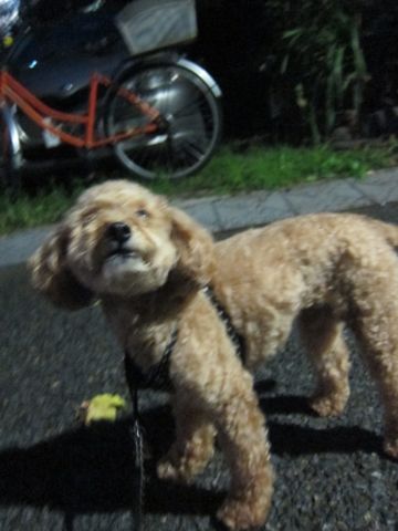 ホテル犬おあずかりペットホテル文京区トイプードルトリミングフントヒュッテ東京トリミングサロン関東hundehutteペットサロントイプードルテディベアカット16.jpg