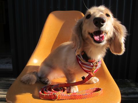 フントヒュッテオリジナル首輪カラーリードリーシュハーネスhundehutte東京かわいい犬の首輪Collarカラーわんこ首輪LeashリーシュHarnessハーネスおしゃれ犬胴輪犬モデルリード1.jpg