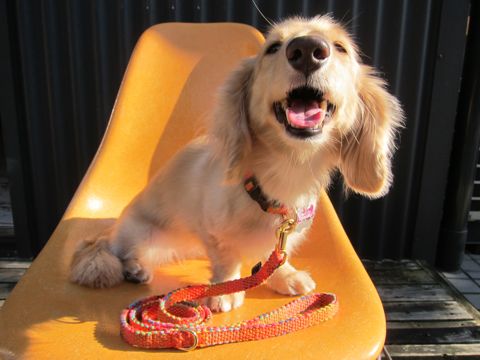フントヒュッテオリジナル首輪カラーリードリーシュハーネスhundehutte東京かわいい犬の首輪Collarカラーわんこ首輪LeashリーシュHarnessハーネスおしゃれ犬胴輪犬モデルリード3.jpg