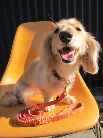 フントヒュッテオリジナル首輪カラーリードリーシュハーネスhundehutte東京かわいい犬の首輪Collarカラーわんこ首輪LeashリーシュHarnessハーネスおしゃれ犬胴輪犬モデルリード4.jpg