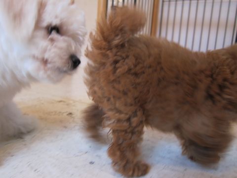 ビションフリーゼフントヒュッテ東京かわいいビションフリーゼこいぬ関東子犬文京区ペットサロンhundehutteトリミングカットモデルビションフリーゼ画像Bichon Frise281.jpg