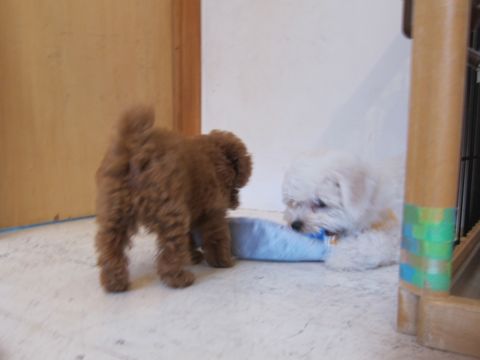 ビションフリーゼフントヒュッテ東京かわいいビションフリーゼこいぬ関東子犬文京区ペットサロンhundehutteトリミングカットモデルビションフリーゼ画像Bichon Frise282.jpg