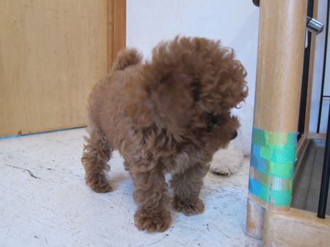 ビションフリーゼフントヒュッテ東京かわいいビションフリーゼこいぬ関東子犬文京区ペットサロンhundehutteトリミングカットモデルビションフリーゼ画像Bichon Frise283.jpg