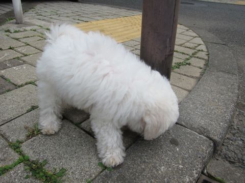 ビションフリーゼフントヒュッテ東京かわいいビションフリーゼこいぬ関東子犬文京区ペットサロンhundehutteトリミングカットモデルビションフリーゼ画像Bichon Frise288.jpg