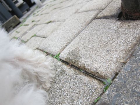 ビションフリーゼフントヒュッテ東京かわいいビションフリーゼこいぬ関東子犬文京区ペットサロンhundehutteトリミングカットモデルビションフリーゼ画像Bichon Frise289.jpg