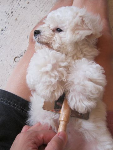 ӥե꡼եȥҥå襤ӥե꡼̴Ҹʸڥåȥhundehutteȥߥ󥰥åȥǥӥե꡼Bichon Frise296.jpg