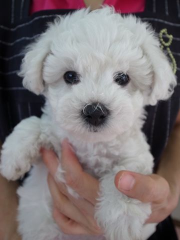 ビションフリーゼフントヒュッテ東京かわいいビションフリーゼ子犬関東こいぬ文京区hundehutteビションフリーゼ画像Bichon Friseビションフリーゼおんなのこメス子犬 1.jpg