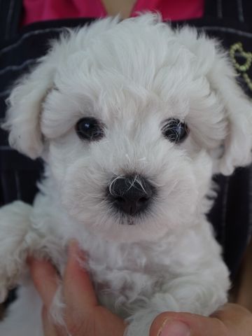 ビションフリーゼフントヒュッテ東京かわいいビションフリーゼ子犬関東こいぬ文京区hundehutteビションフリーゼ画像Bichon Friseビションフリーゼおんなのこメス子犬 2.jpg
