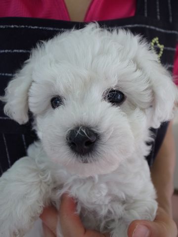 ビションフリーゼフントヒュッテ東京かわいいビションフリーゼ子犬関東こいぬ文京区hundehutteビションフリーゼ画像Bichon Friseビションフリーゼおんなのこメス子犬 3.jpg