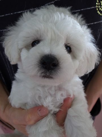 ビションフリーゼフントヒュッテ東京かわいいビションフリーゼ子犬関東こいぬ文京区hundehutteビションフリーゼ画像Bichon Friseビションフリーゼおんなのこメス子犬 4.jpg