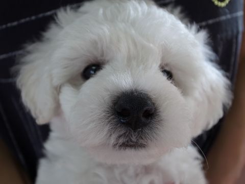 ビションフリーゼフントヒュッテ東京かわいいビションフリーゼ子犬関東こいぬ文京区hundehutteビションフリーゼ画像Bichon Friseビションフリーゼおんなのこメス子犬 5.jpg