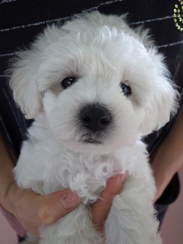 ビションフリーゼフントヒュッテ東京かわいいビションフリーゼ子犬関東こいぬ文京区hundehutteビションフリーゼ画像Bichon Friseビションフリーゼおんなのこメス子犬 6.jpg