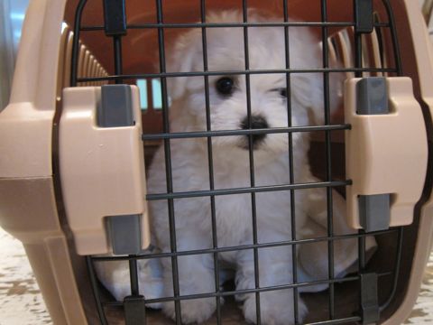 ビションフリーゼフントヒュッテ東京かわいいビションフリーゼ子犬関東こいぬ文京区hundehutteビションフリーゼ画像Bichon Friseビションフリーゼおんなのこメス子犬 8.jpg