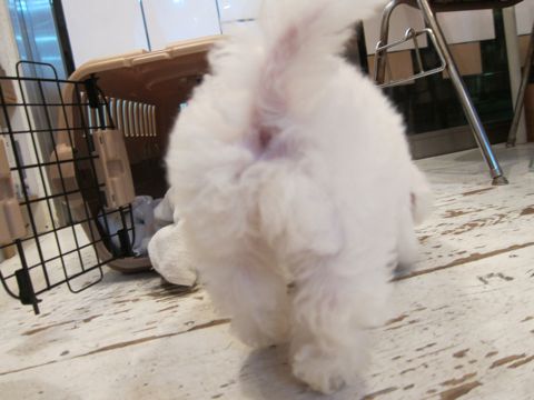 ビションフリーゼフントヒュッテ東京かわいいビションフリーゼ子犬関東こいぬ文京区hundehutteビションフリーゼ画像Bichon Friseビションフリーゼおんなのこメス子犬 9.jpg