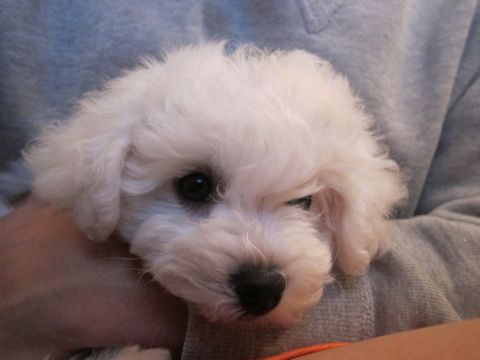 ӥե꡼եȥҥå襤ӥե꡼Ҹ줳ʸhundehutteӥե꡼Bichon Friseӥե꡼ʤΤ᥹Ҹ21.jpg