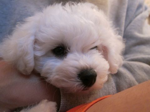 ビションフリーゼフントヒュッテ東京かわいいビションフリーゼ子犬関東こいぬ文京区hundehutteビションフリーゼ画像Bichon Friseビションフリーゼおんなのこメス子犬 22.jpg