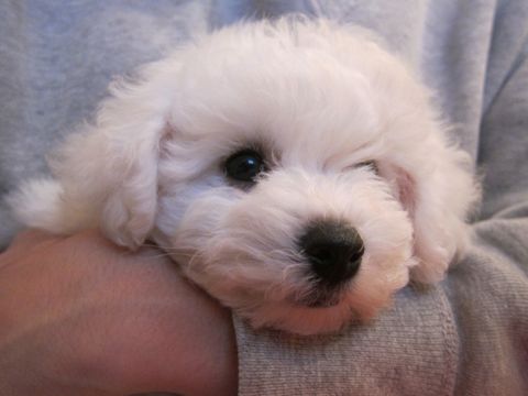 ビションフリーゼフントヒュッテ東京かわいいビションフリーゼ子犬関東こいぬ文京区hundehutteビションフリーゼ画像Bichon Friseビションフリーゼおんなのこメス子犬 23.jpg
