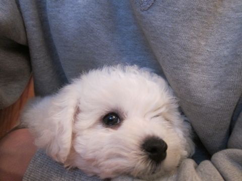 ビションフリーゼフントヒュッテ東京かわいいビションフリーゼ子犬関東こいぬ文京区hundehutteビションフリーゼ画像Bichon Friseビションフリーゼおんなのこメス子犬 24.jpg