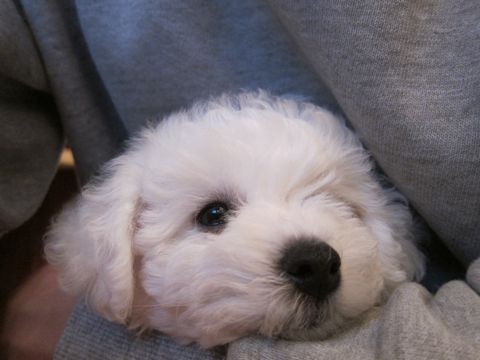 ビションフリーゼフントヒュッテ東京かわいいビションフリーゼ子犬関東こいぬ文京区hundehutteビションフリーゼ画像Bichon Friseビションフリーゼおんなのこメス子犬 25.jpg