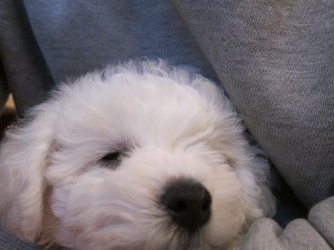 ビションフリーゼフントヒュッテ東京かわいいビションフリーゼ子犬関東こいぬ文京区hundehutteビションフリーゼ画像Bichon Friseビションフリーゼおんなのこメス子犬 26.jpg